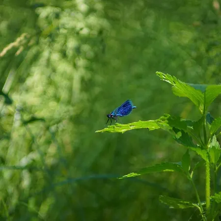 Casa vacanze House Gallery Borsk