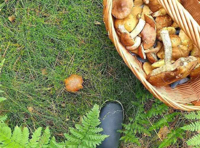 House Gallery בית נופש