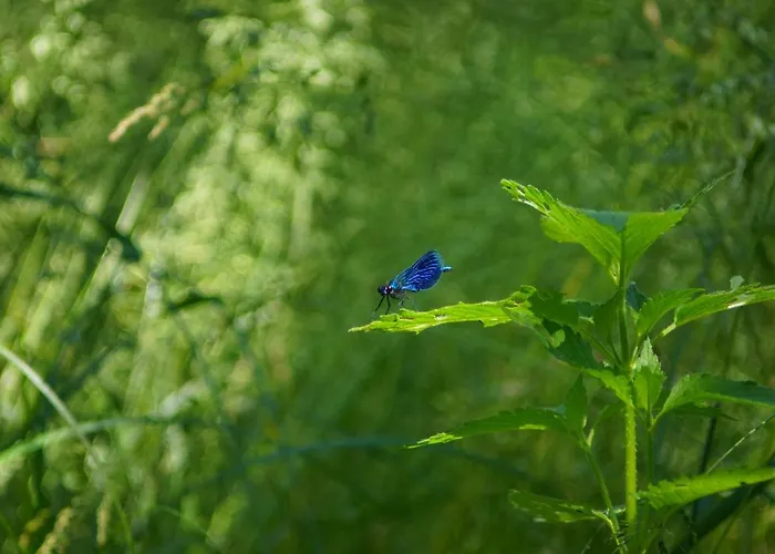 Semesterbostad House Gallery Borsk